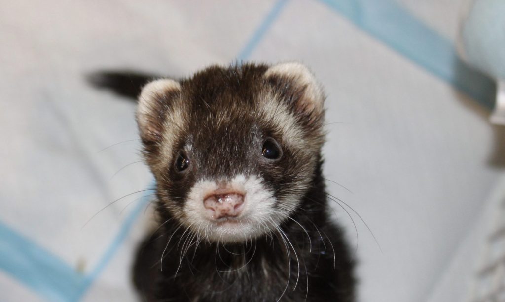 WMAFO – Washington Metropolitan Area Ferret Outreach